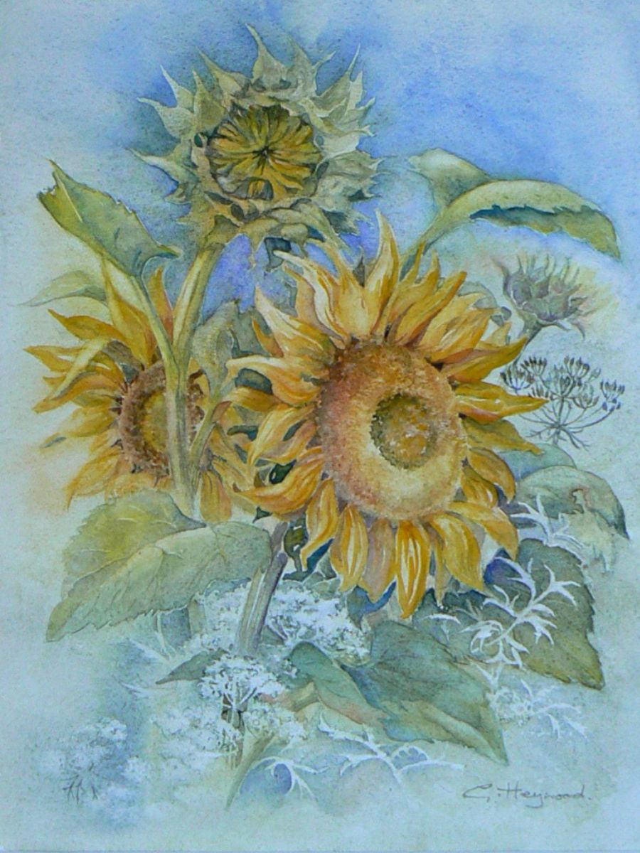 Gillian Heywood Sunflowers in Bloom