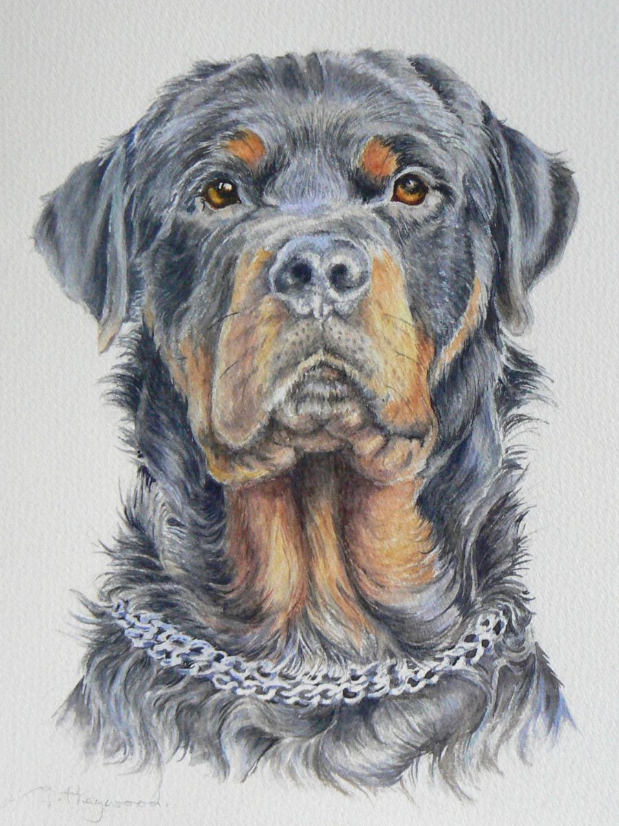 Gillian Heywood Black Dog