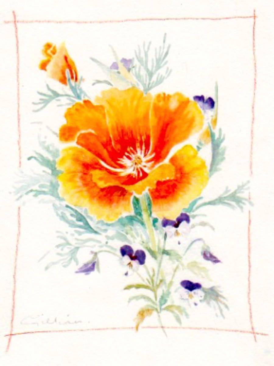 Gillian Heywood Californian Poppy