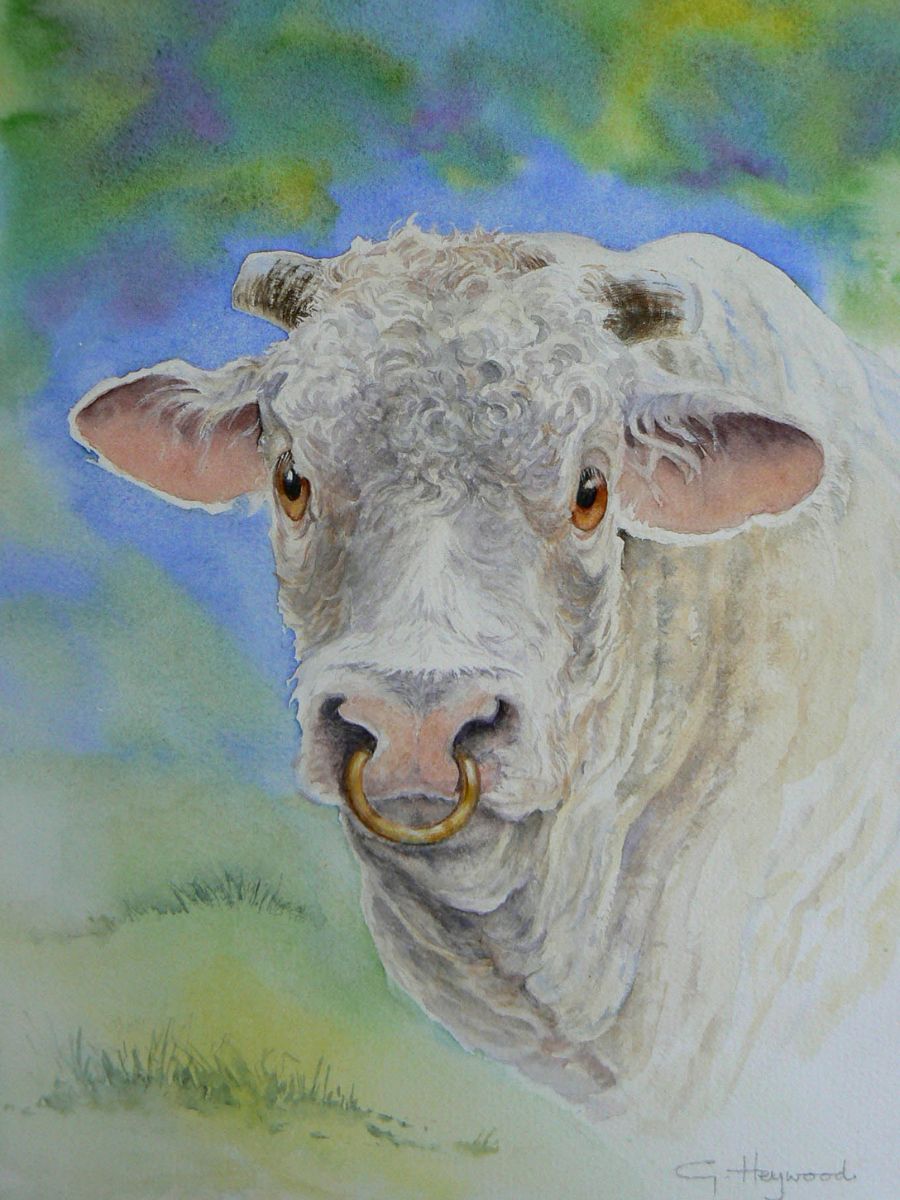 Gillian Heywood Charolais Cow