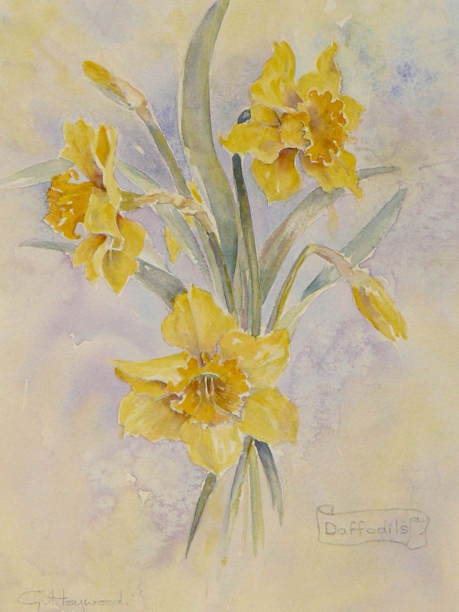 Gillian Heywood Daffodils