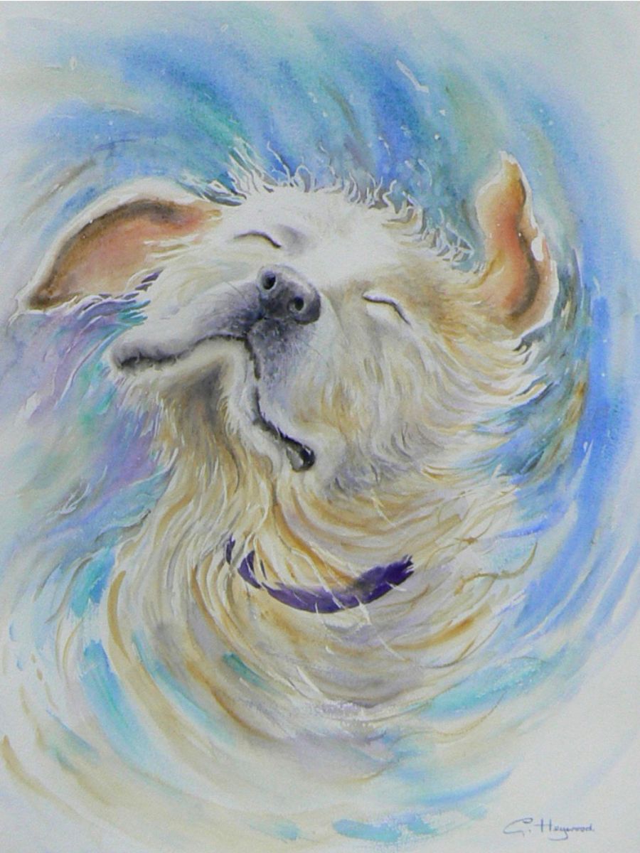 Gillian Heywood Dog Shaking Head