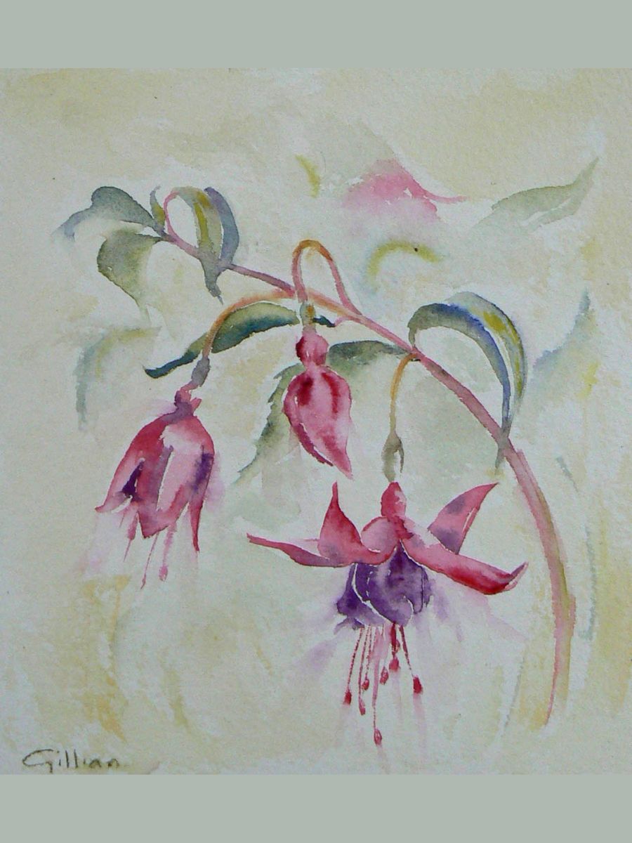 Gillian Heywood Fuchsia Flowers