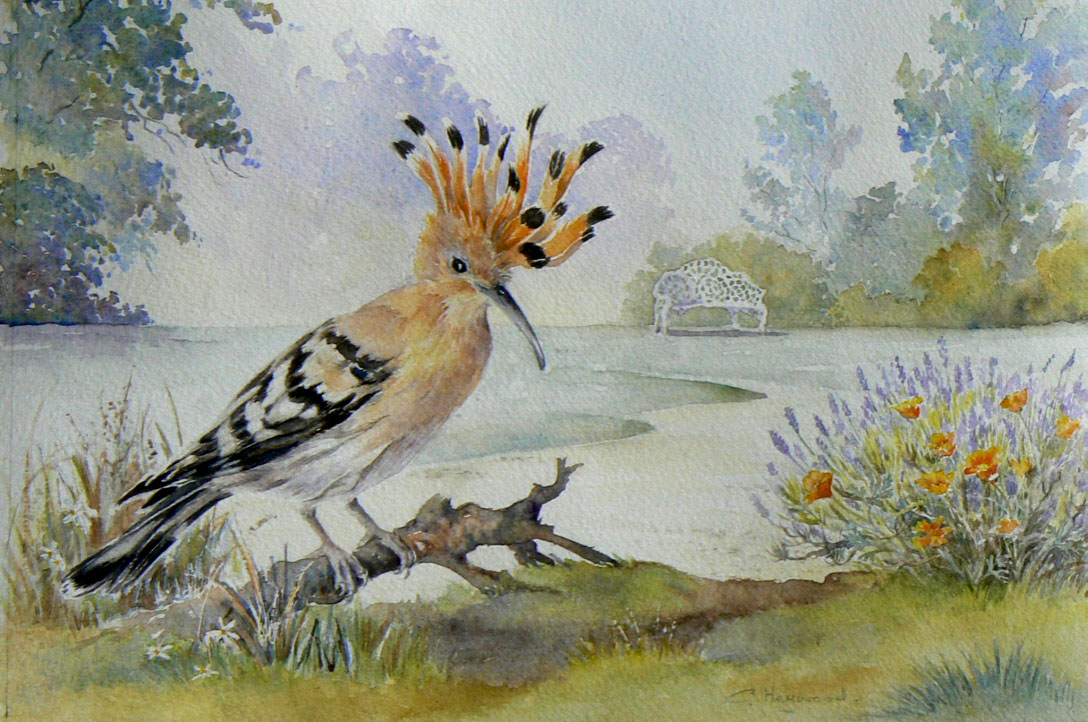 Gillian Heywood Hoopoe