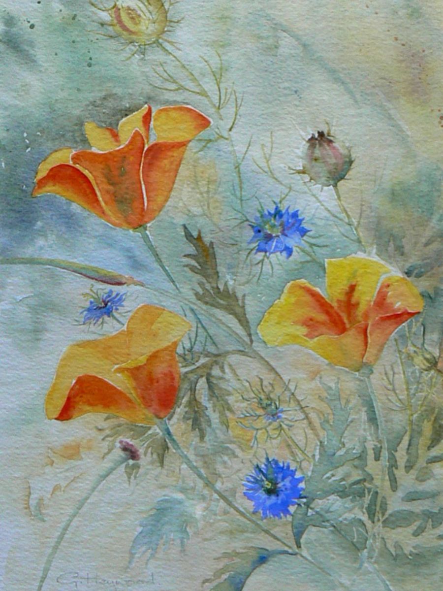 Gillian Heywood Poppies and Nigella