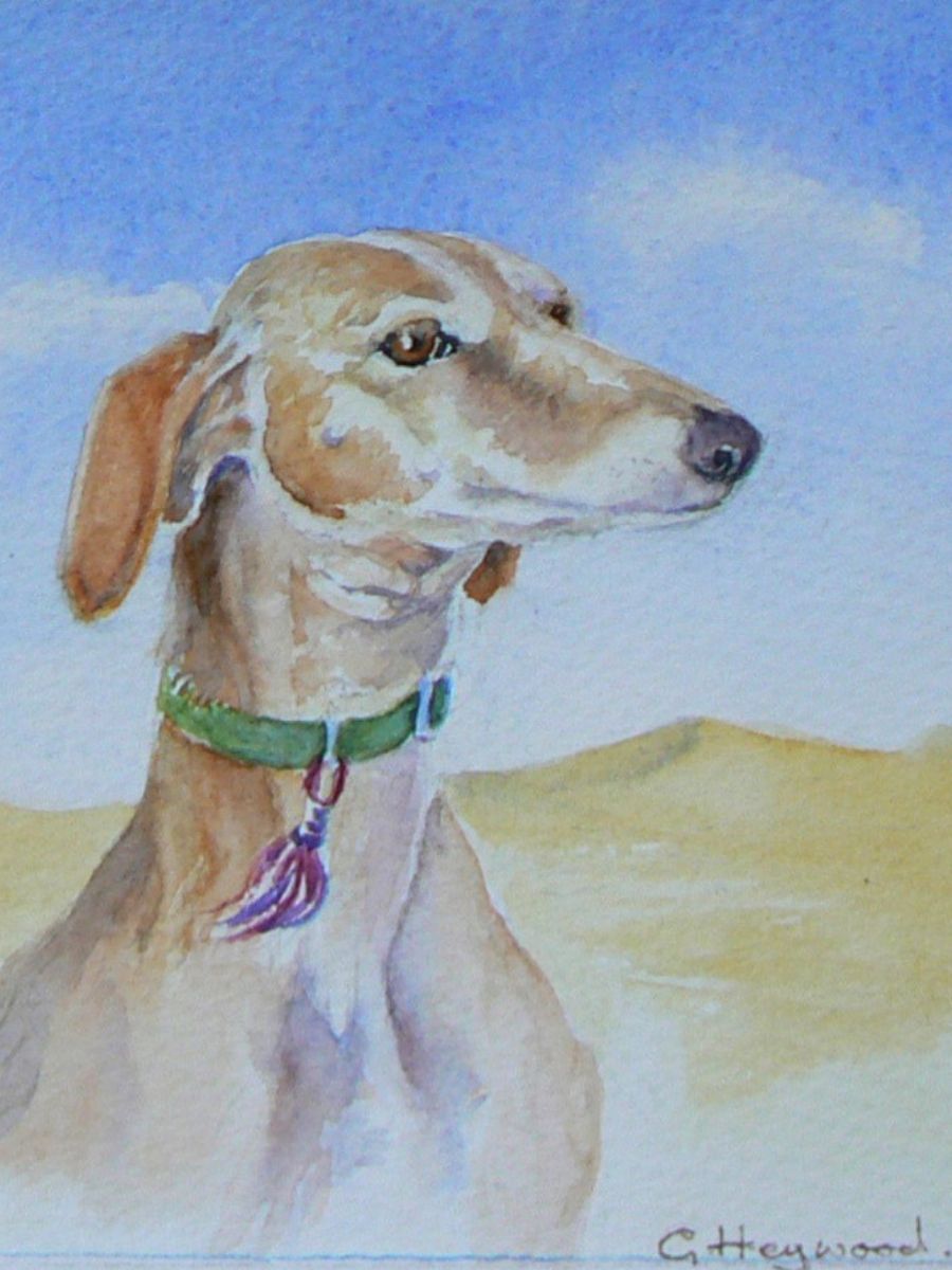 Gillian Heywood Saluki with Tassled Collar