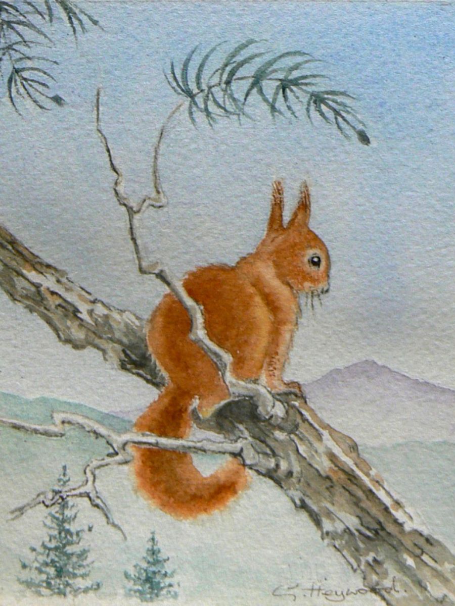 Gillian Heywood Squirrel