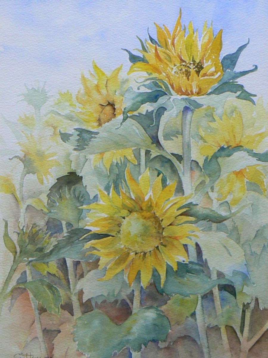 Gillian Heywood Sunflowers