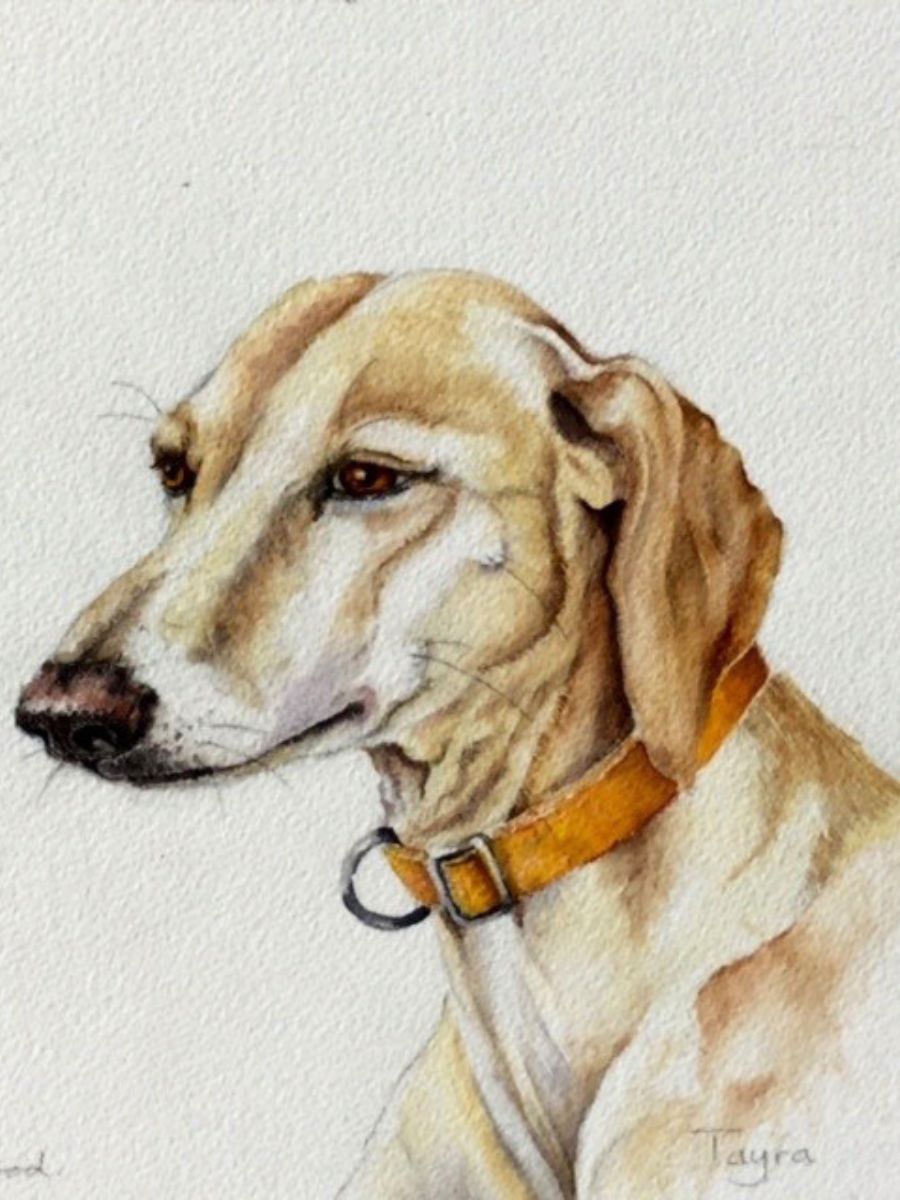 Gillian Heywood Tayra Dog Portrait