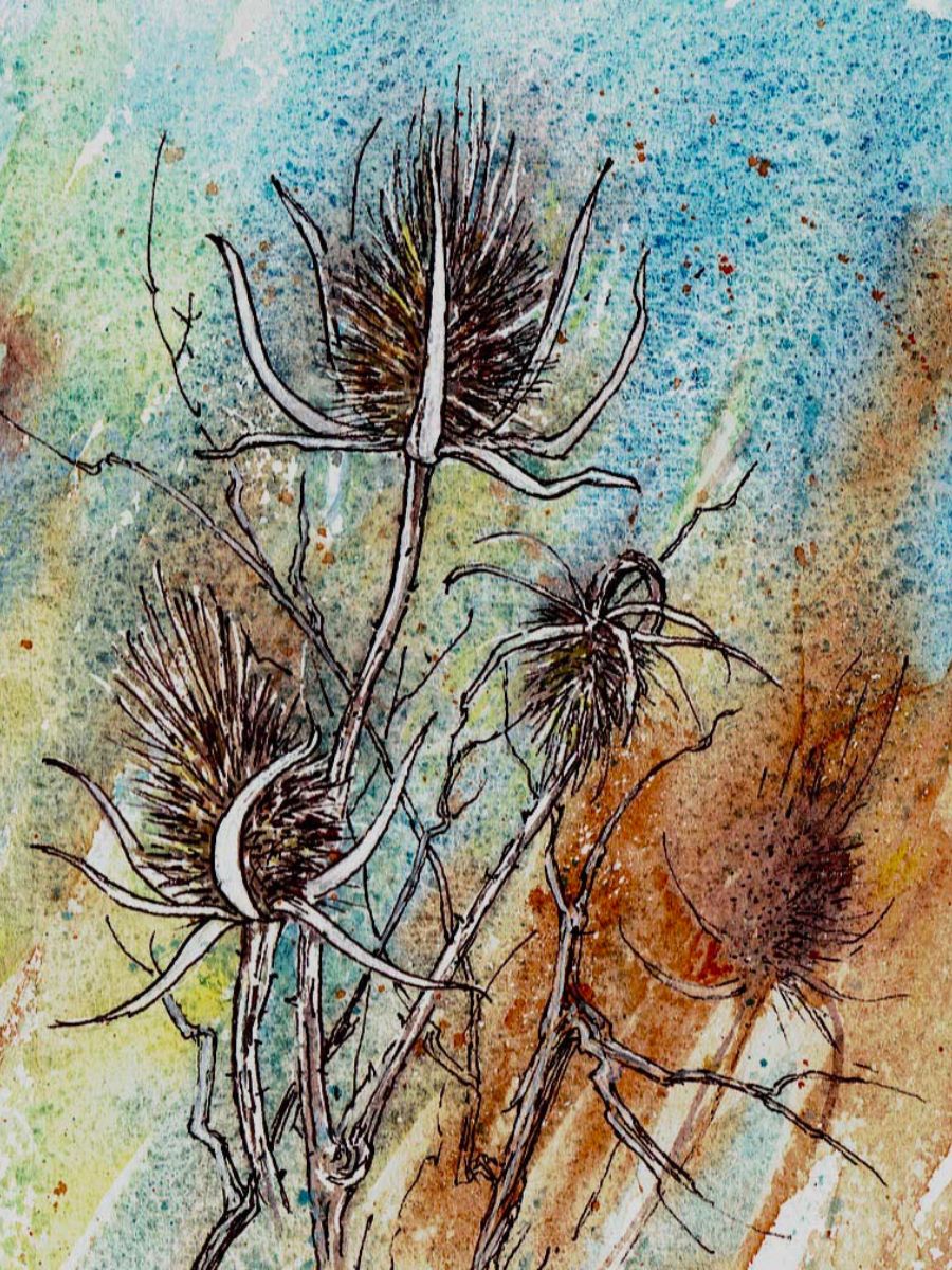 Gillian Heywood Teasel