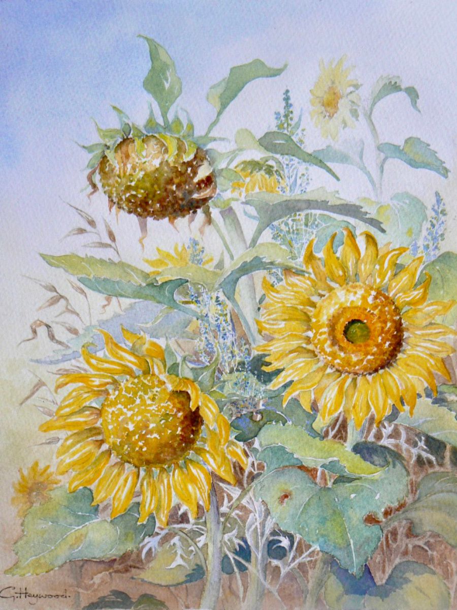 Gillian Heywood Three Sunflowers