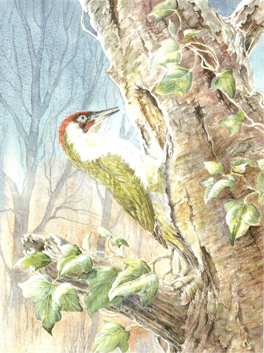 Gillian Heywood - Green Woodpecker