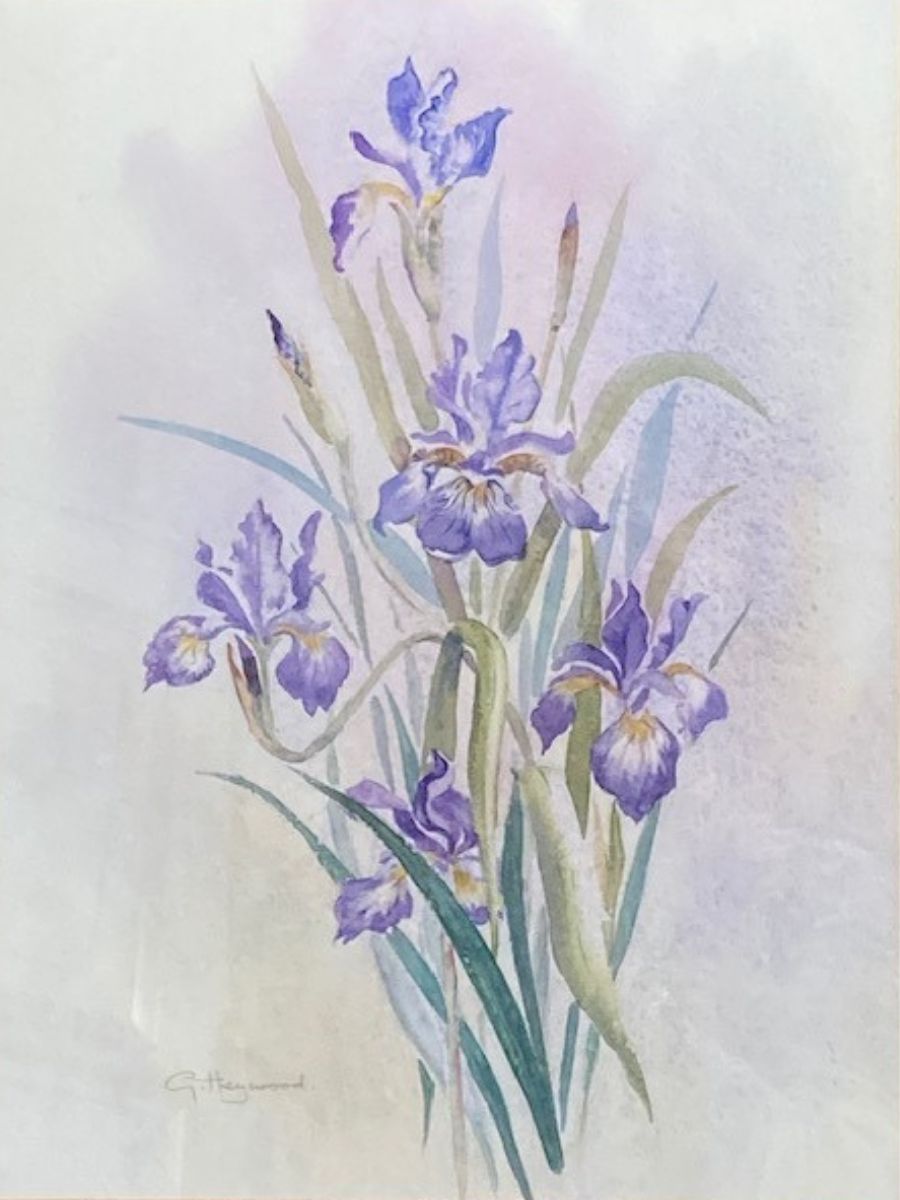 Gillian Heywood - Garden Iris