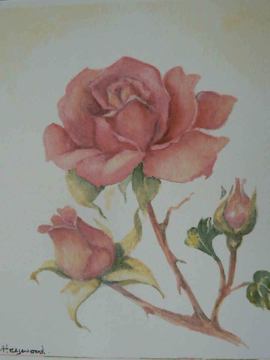 Gillian Heywood - Pink Roses