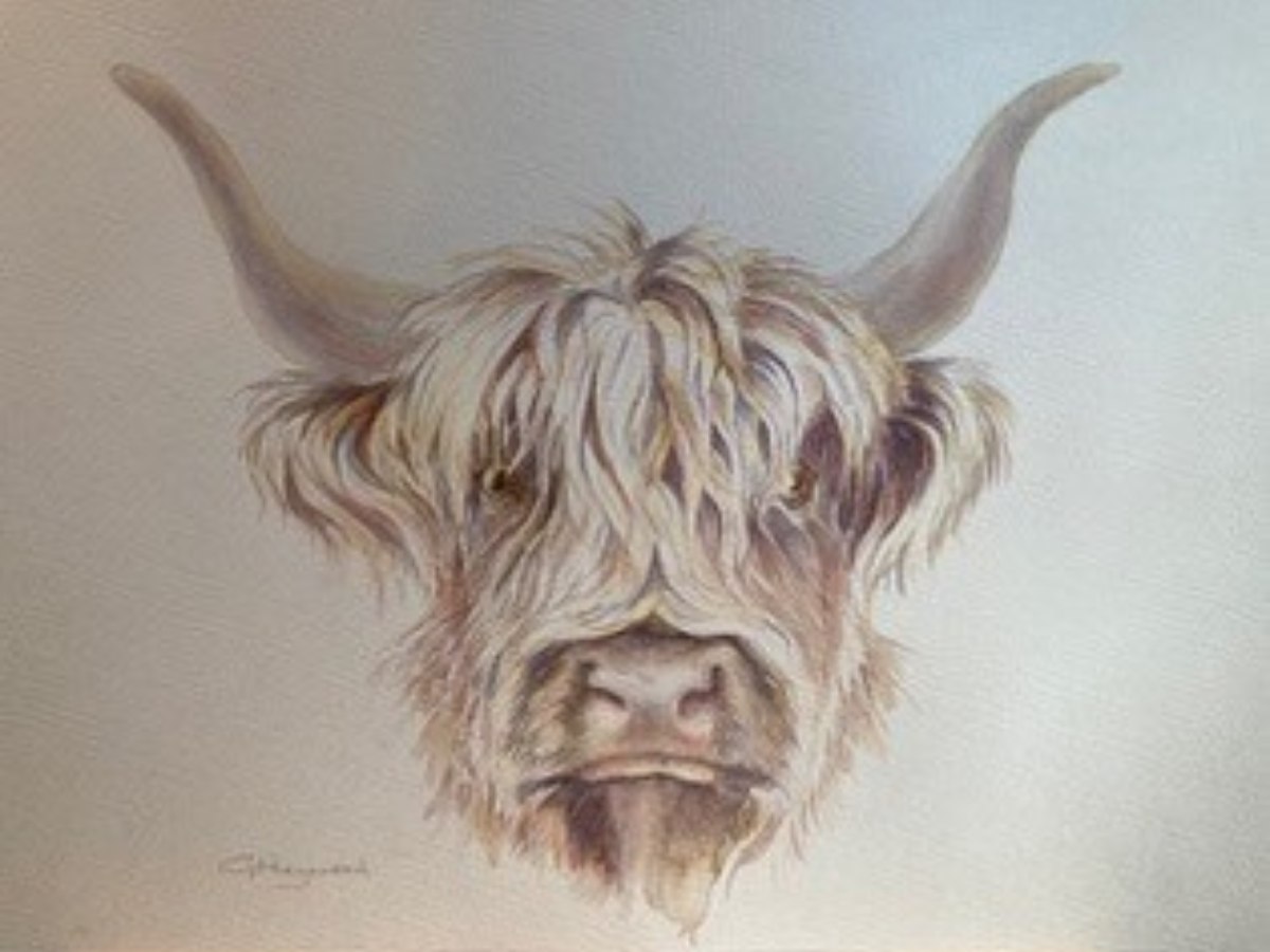 Highland Cow