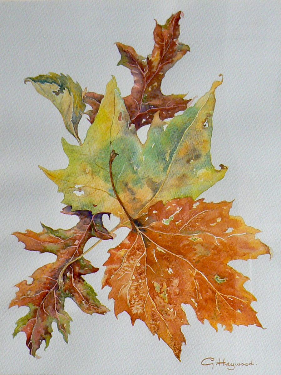 Gillian Heywood - Autumnal Leaves