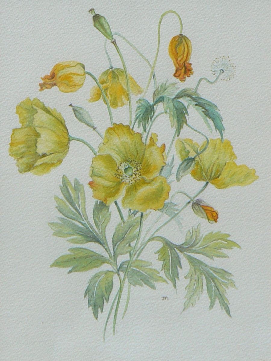 Gillian Heywood - Californian Poppies