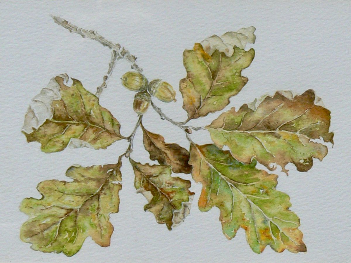 Gillian Heywood - Oak Leaves