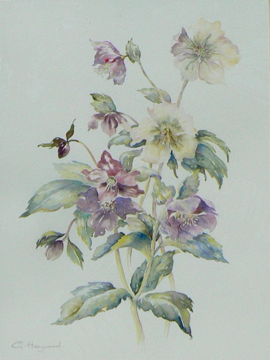 Gillian Heywood - Hellebores