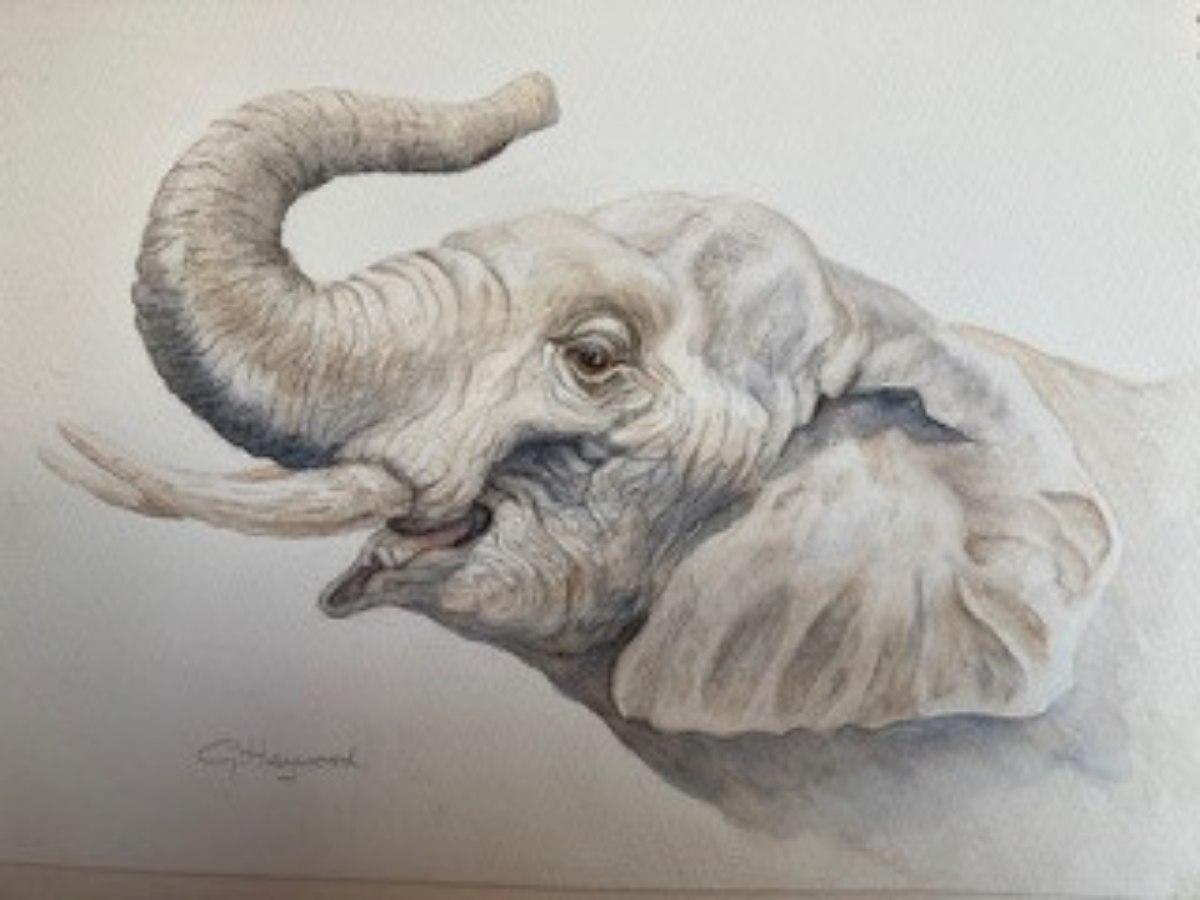 Elephant by Gillian Heywood