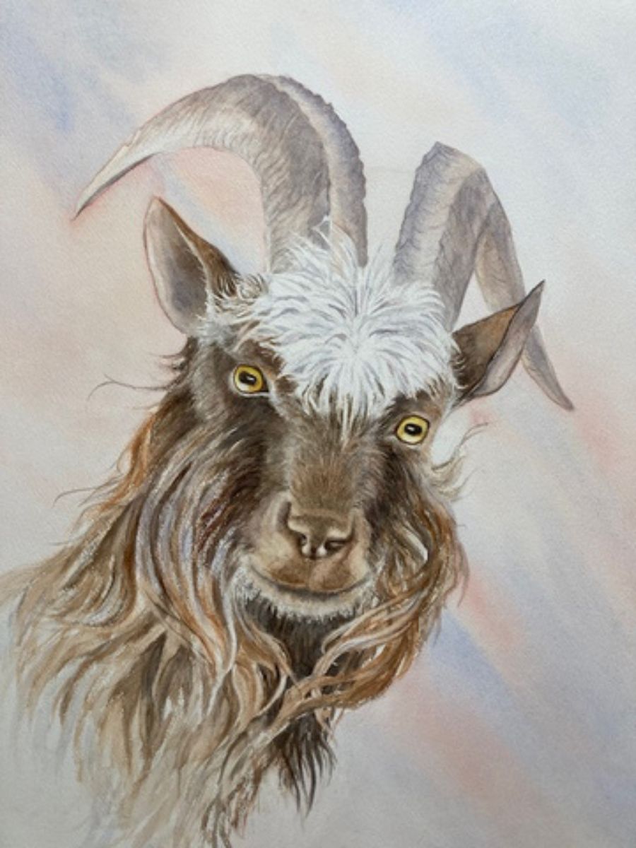 Gillian Heywood - Goat Portrait